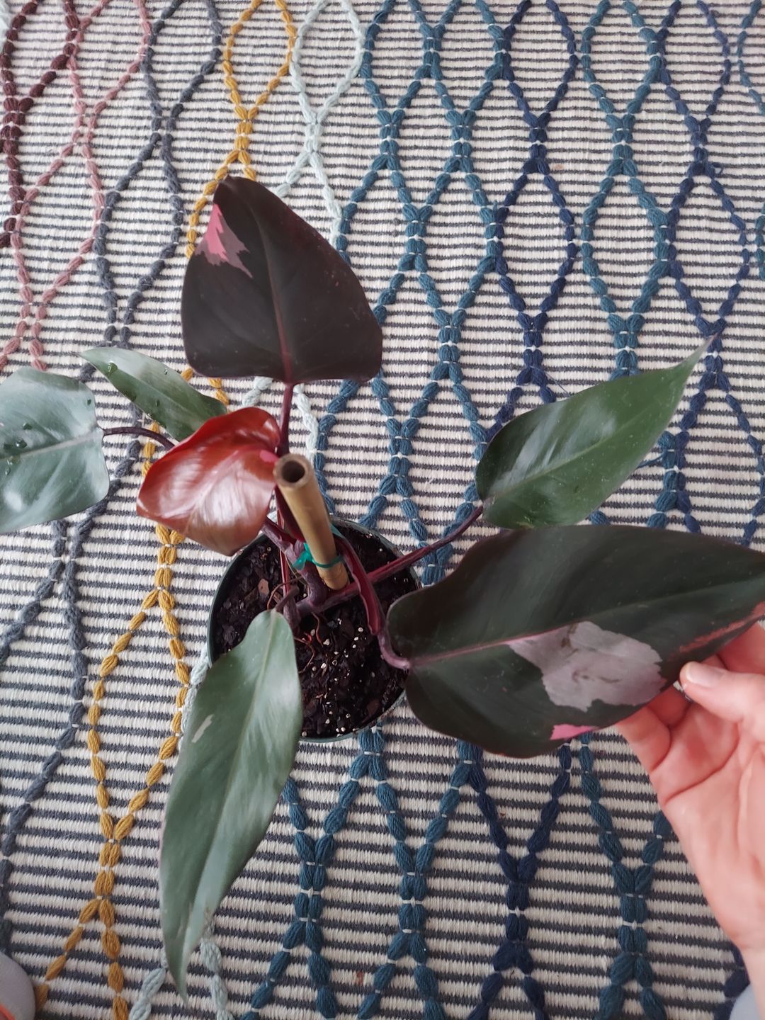 Customer photo review of Philodendron Pink Princess in Trellis, Philodendron Erubescens Exotic Plants