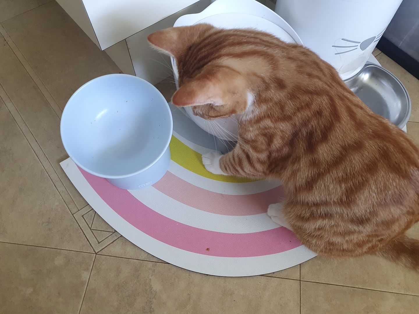 Customer photo review of Makesure Sugar Bean Ceramic Double Pet Food Bowl For Cats and Dogs