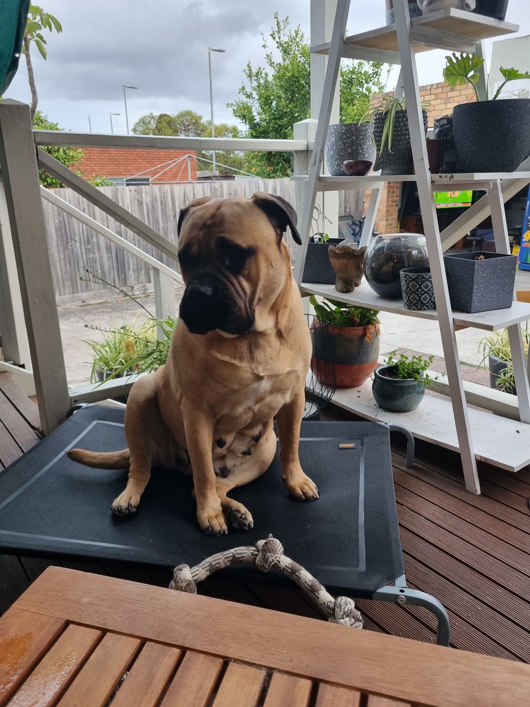 Customer photo review of Pawz Pet Non-toxic Heavy Trampoline