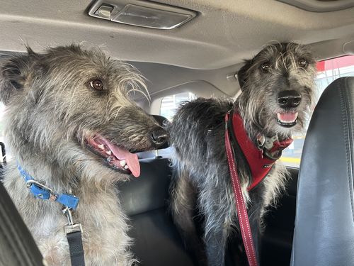 Customer photo review of Manuka Dog Balm