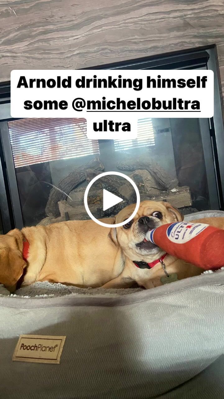 Customer video review of Conservative Ultra Parody Chew Toy Doll