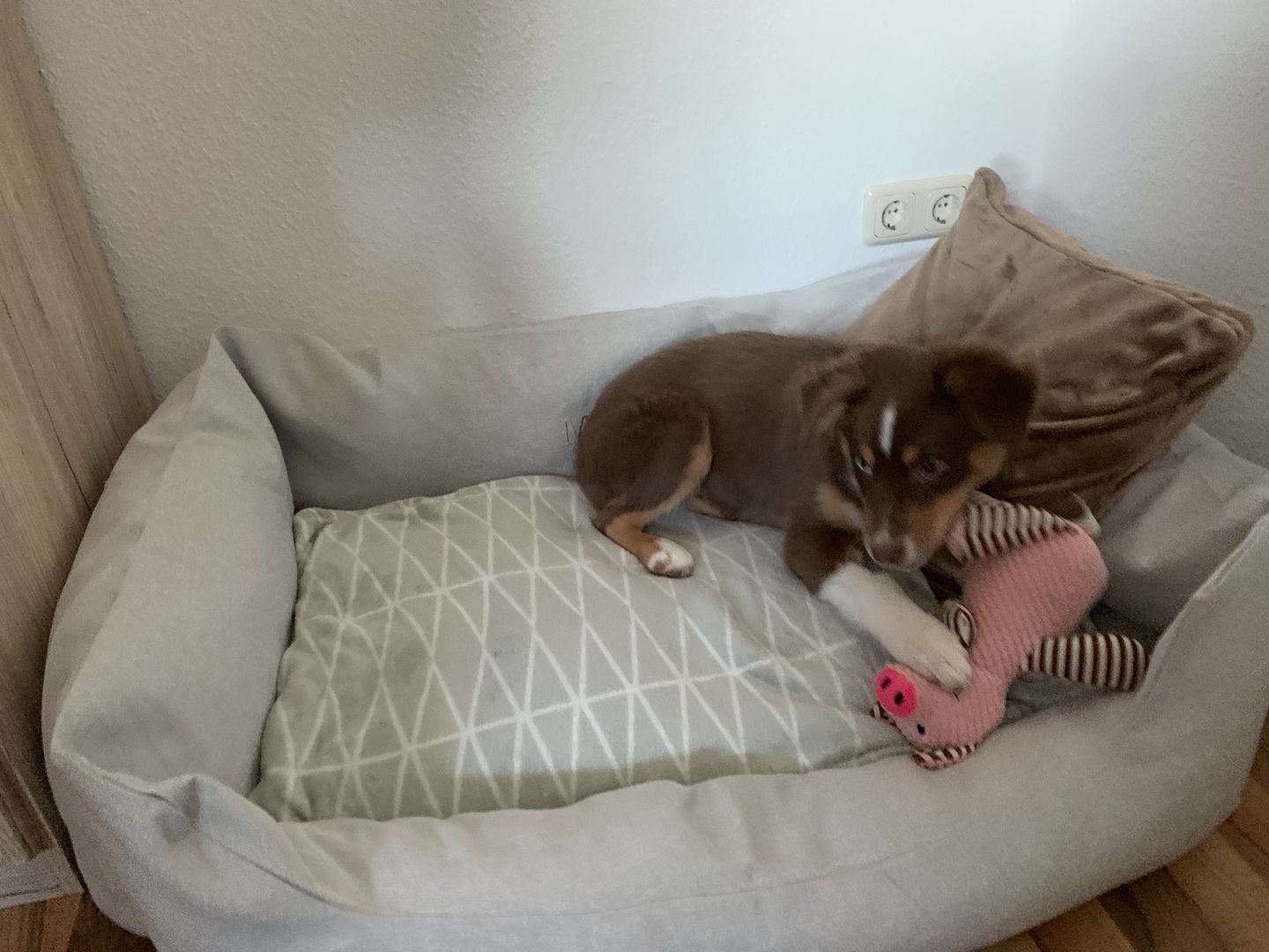 Customer photo review of Persönliche Gravur - Orthopädische Hunde Couch