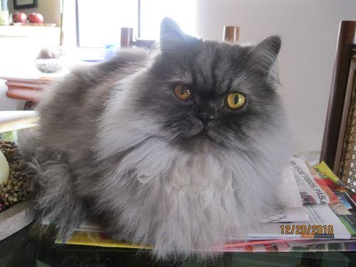 Customer photo review of Rasuradora Corporal - MyHUEVOS®