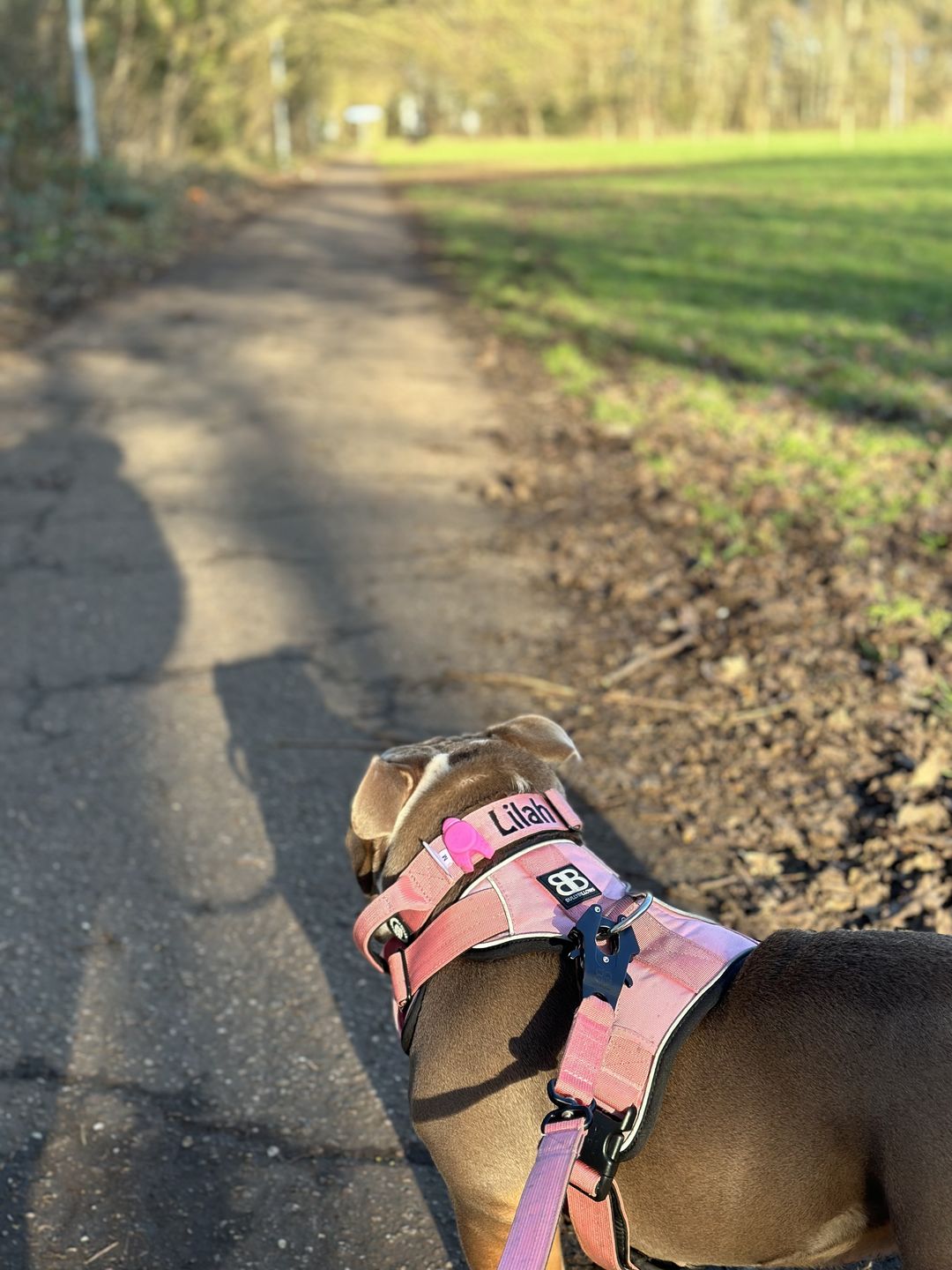Customer photo review of 4cm Combat® Collar | With Handle & Rated Clip - Pink v2.0