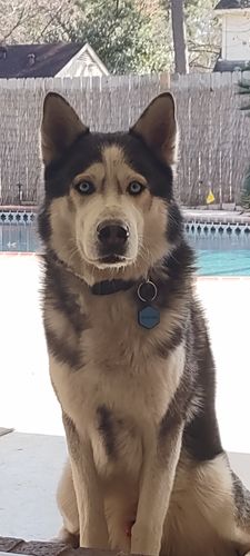 Customer photo review of Blue Silicone