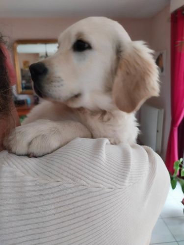 Customer photo review of Collier Anti Aboiement PuppySafe