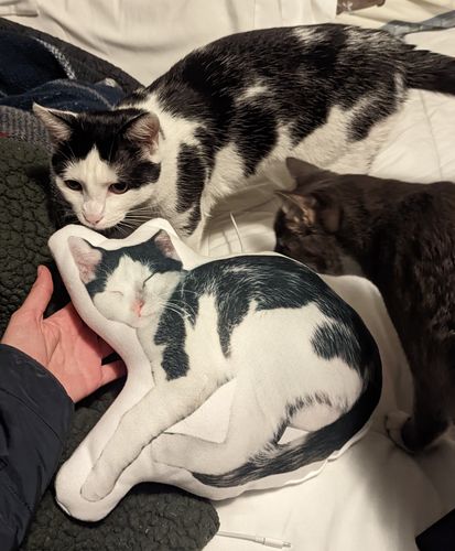 Customer photo review of Create A Custom Cat Pillow