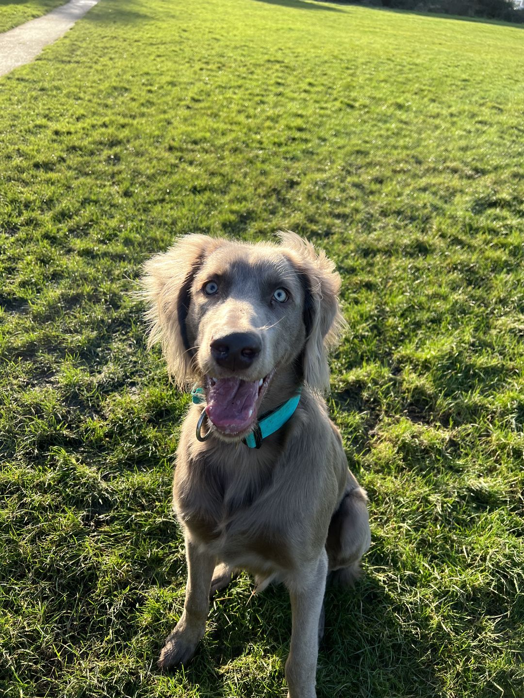 Customer photo review of 4cm Combat® Collar | With Handle & Rated Clip - Turquoise v2.0