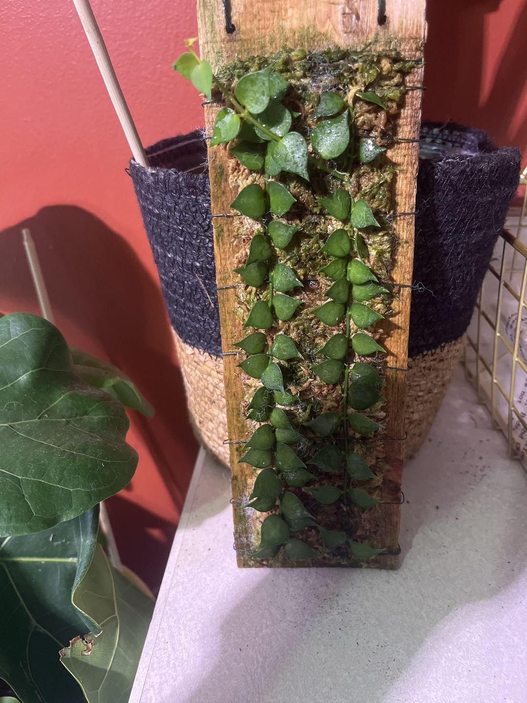 Customer photo review of 1- Dischidia ruscifolia "Million Hearts" Plaque