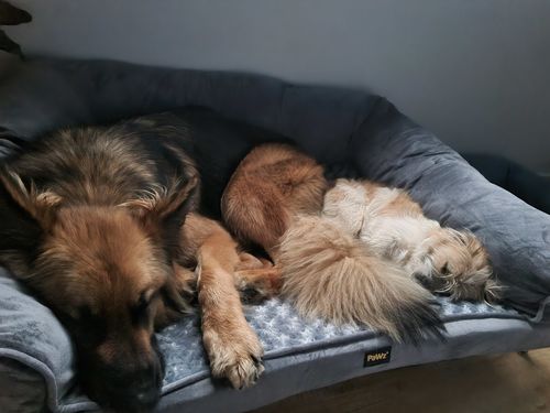 Customer photo review of PaWz Pet Sofa Bed