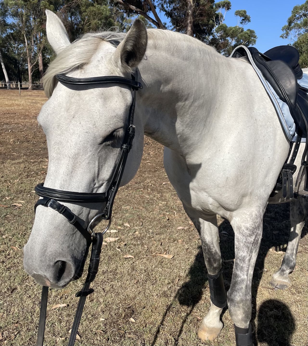 Customer photo review of PSOS Bridle Stockholm
