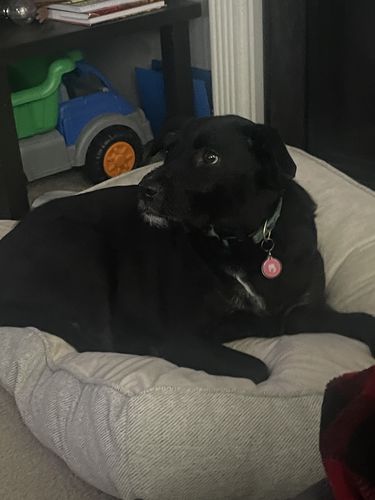 Customer photo review of Pink