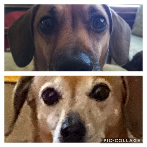 Customer photo review of Wild Salmon CBD Oil - 1,400 MG : 4 OZ : Healthy Hips & Joints Care Formula