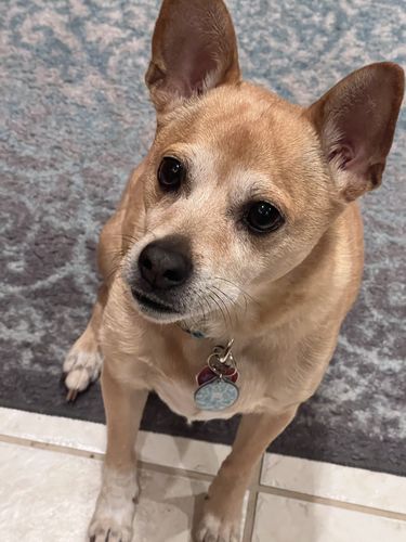 Customer photo review of Paw & Bones