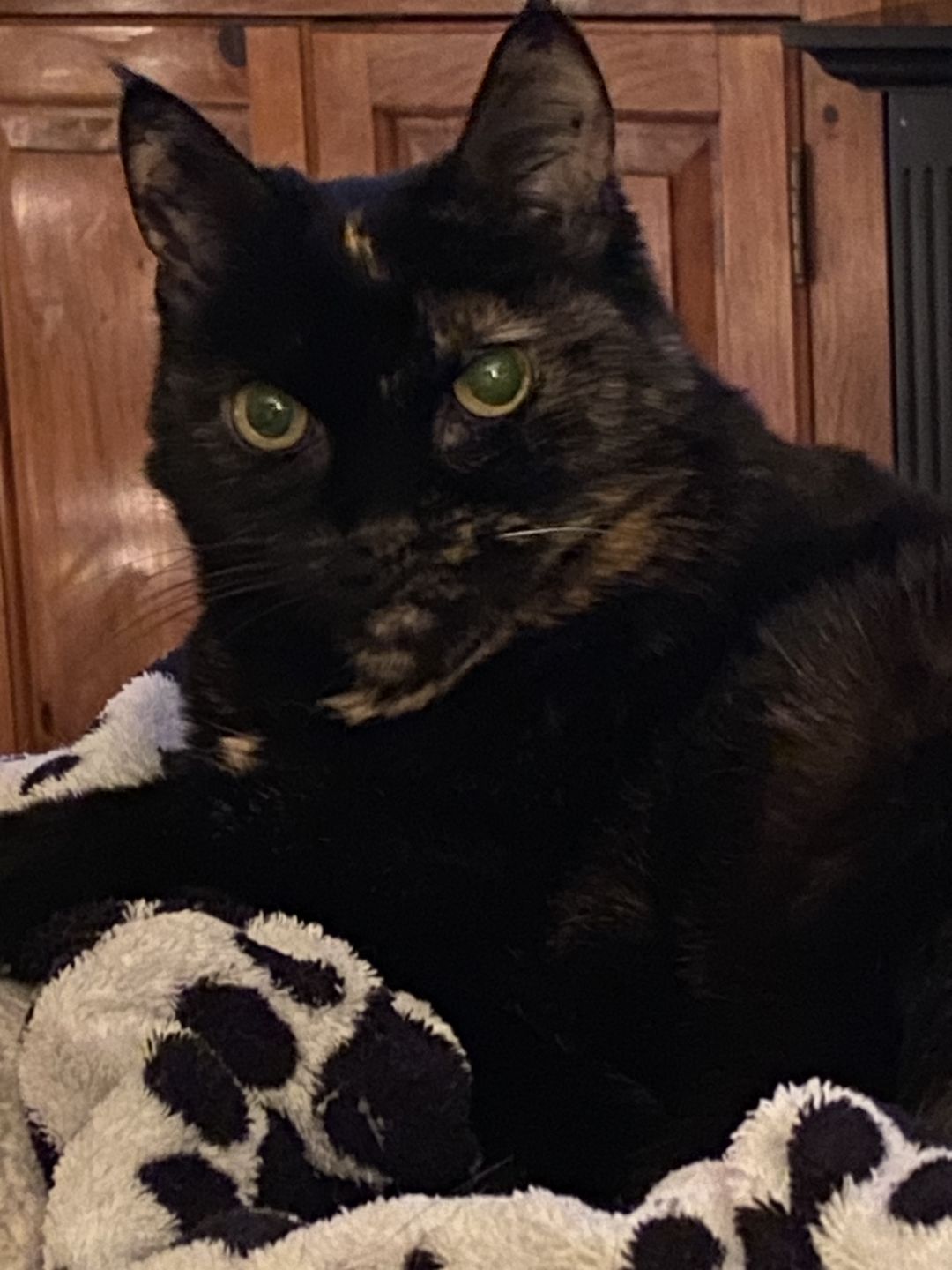 Customer photo review of KING KALM™ CBD 75mg - Small Size Dog & Cat Formula