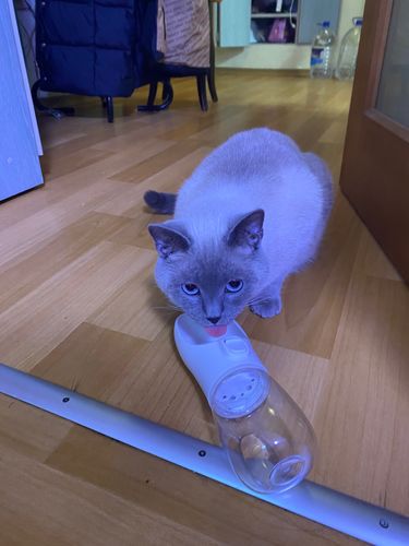 Customer photo review of Pet portable water cup accompanying kettle