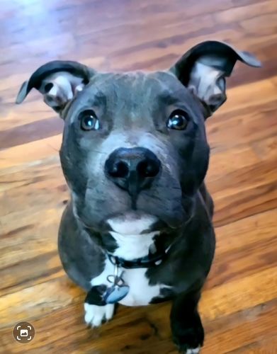 Customer photo review of Explorer