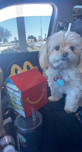 Customer photo review of Paw & Bones