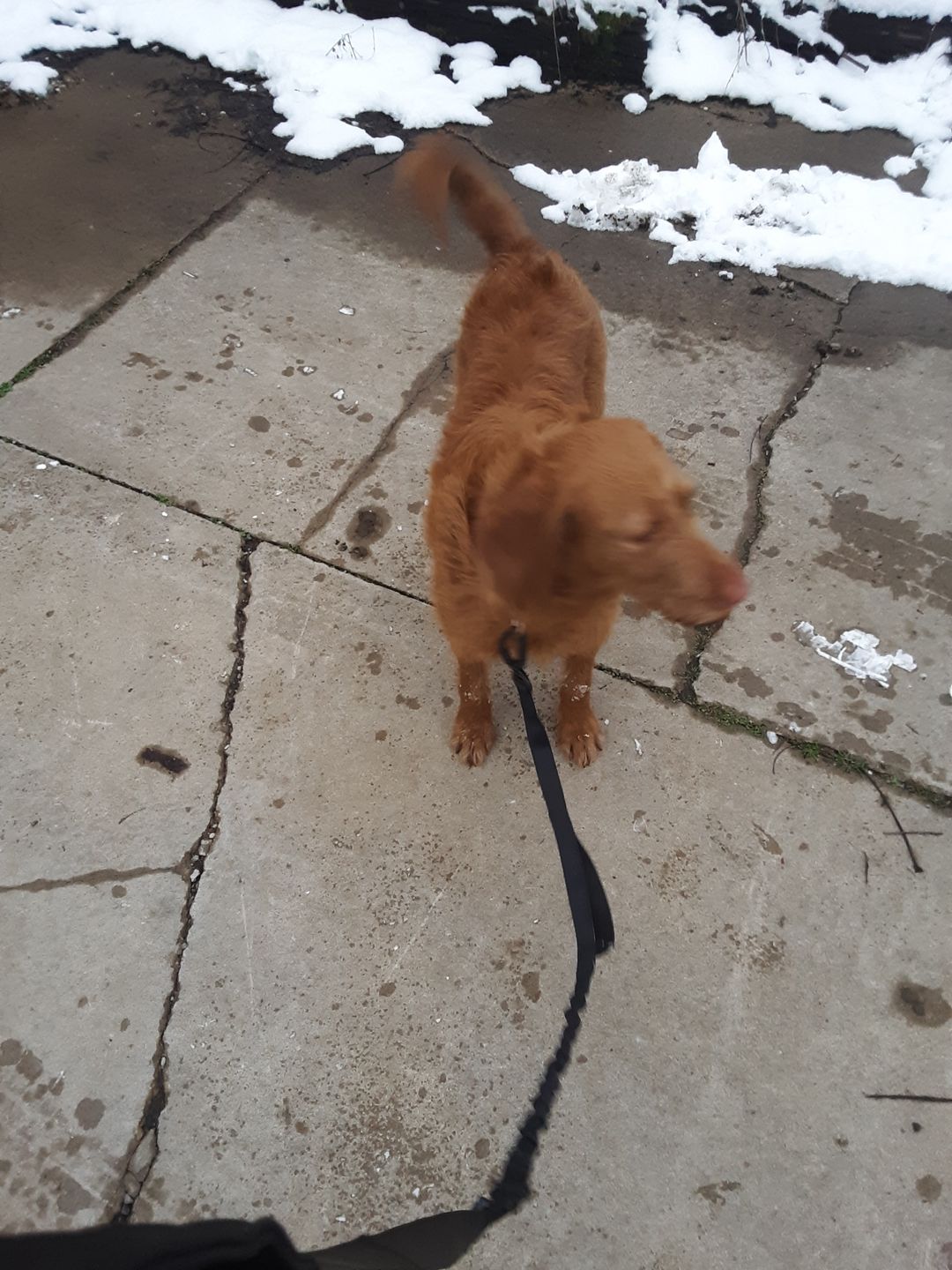 Customer photo review of Voyager Bungee Leash