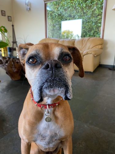 Customer photo review of MEDALLON CHARM MASCOTA  P