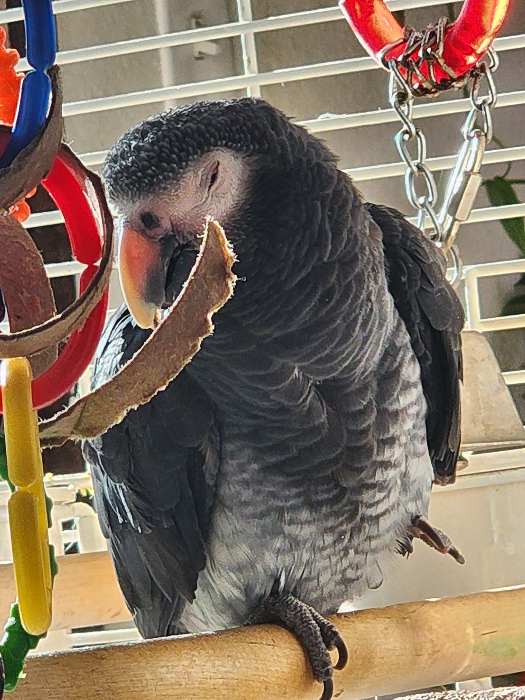 Customer photo review of Bonka Bird Toys 2113 Pk12 Chew Bagels