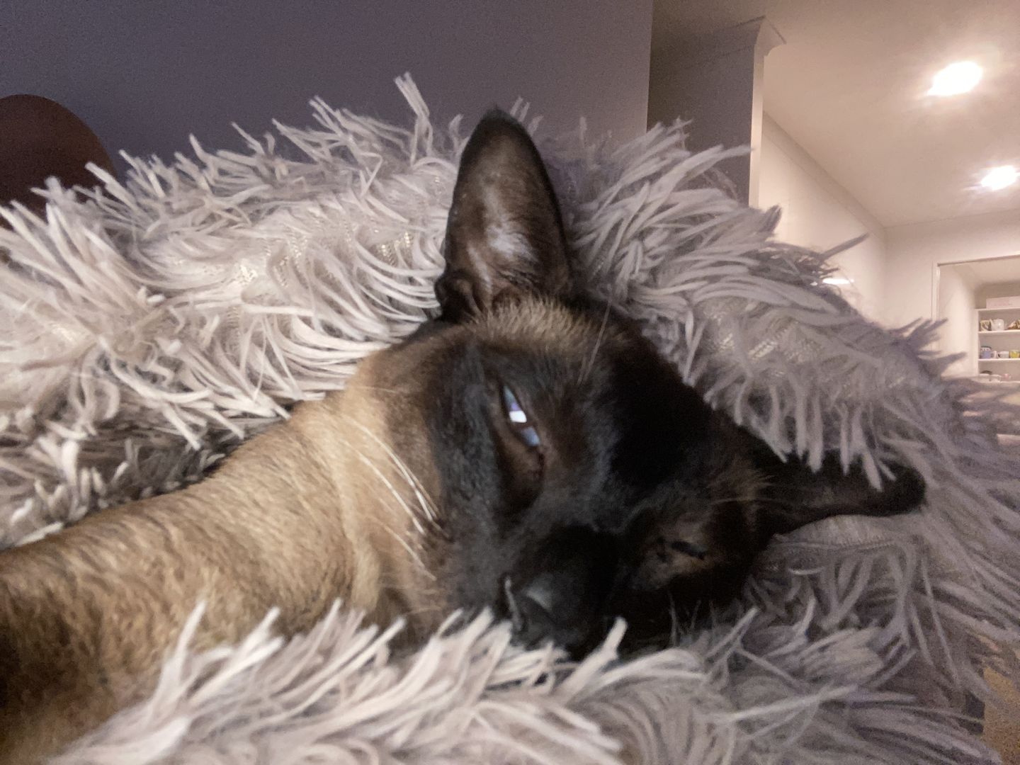 Customer photo review of Matching Calming Blanket