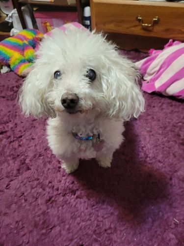 Customer photo review of MCT CBD Oil : PET & HUMAN SUPER DOSE - 4,000 MG CBD