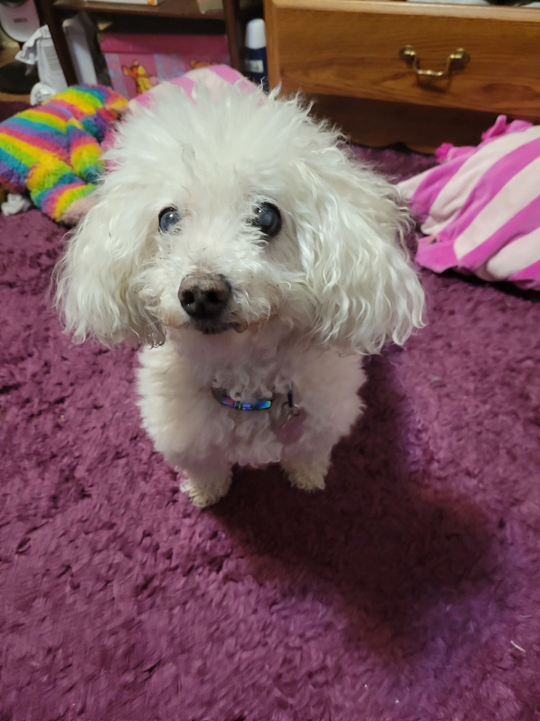 Customer photo review of MCT CBD Oil : PET & HUMAN SUPER DOSE - 4,000 MG CBD