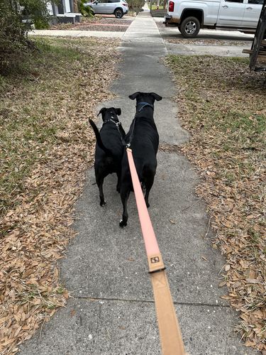 Customer photo review of Salmon Leash