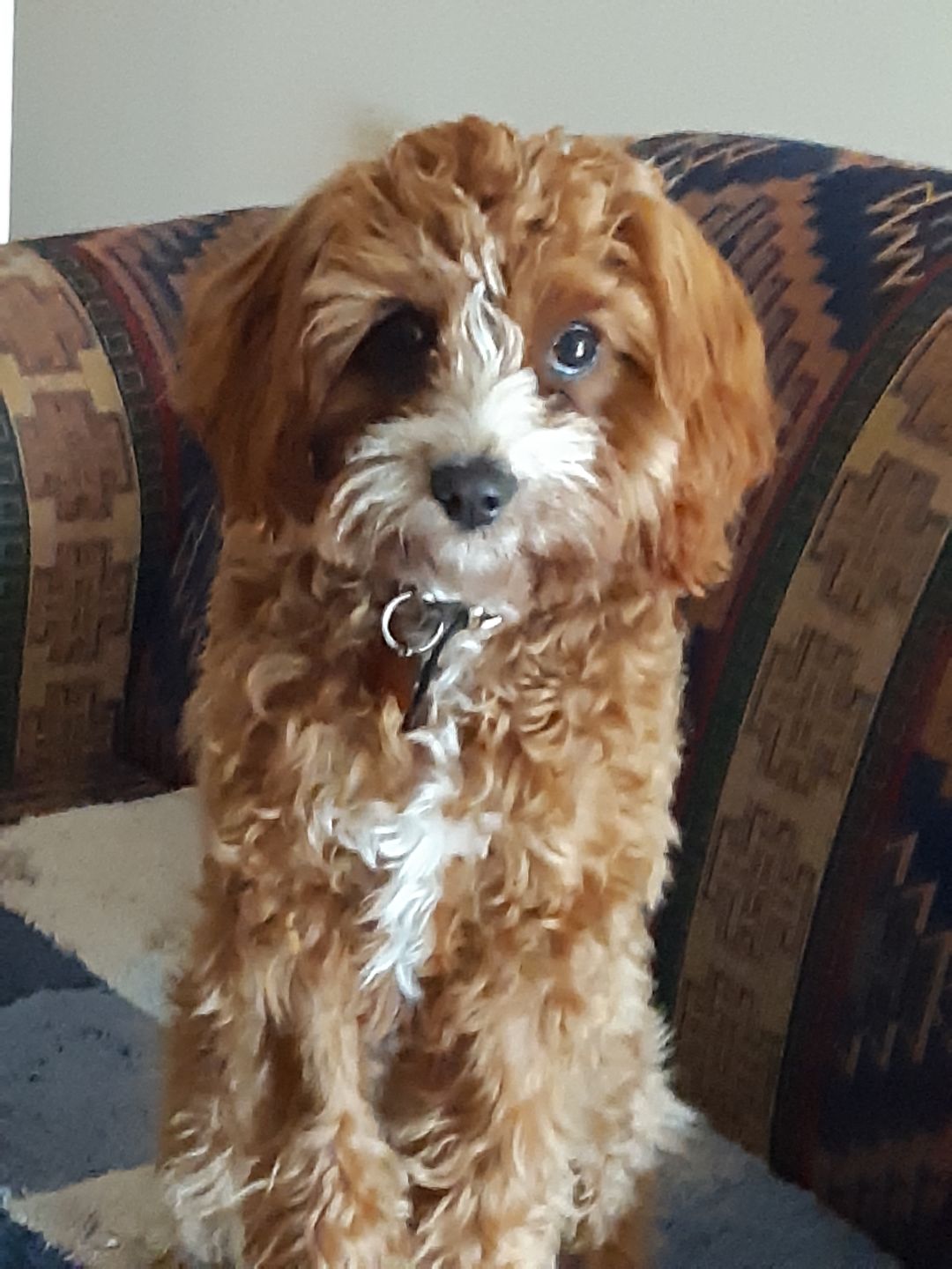 Customer photo review of Dog Hair Clippers