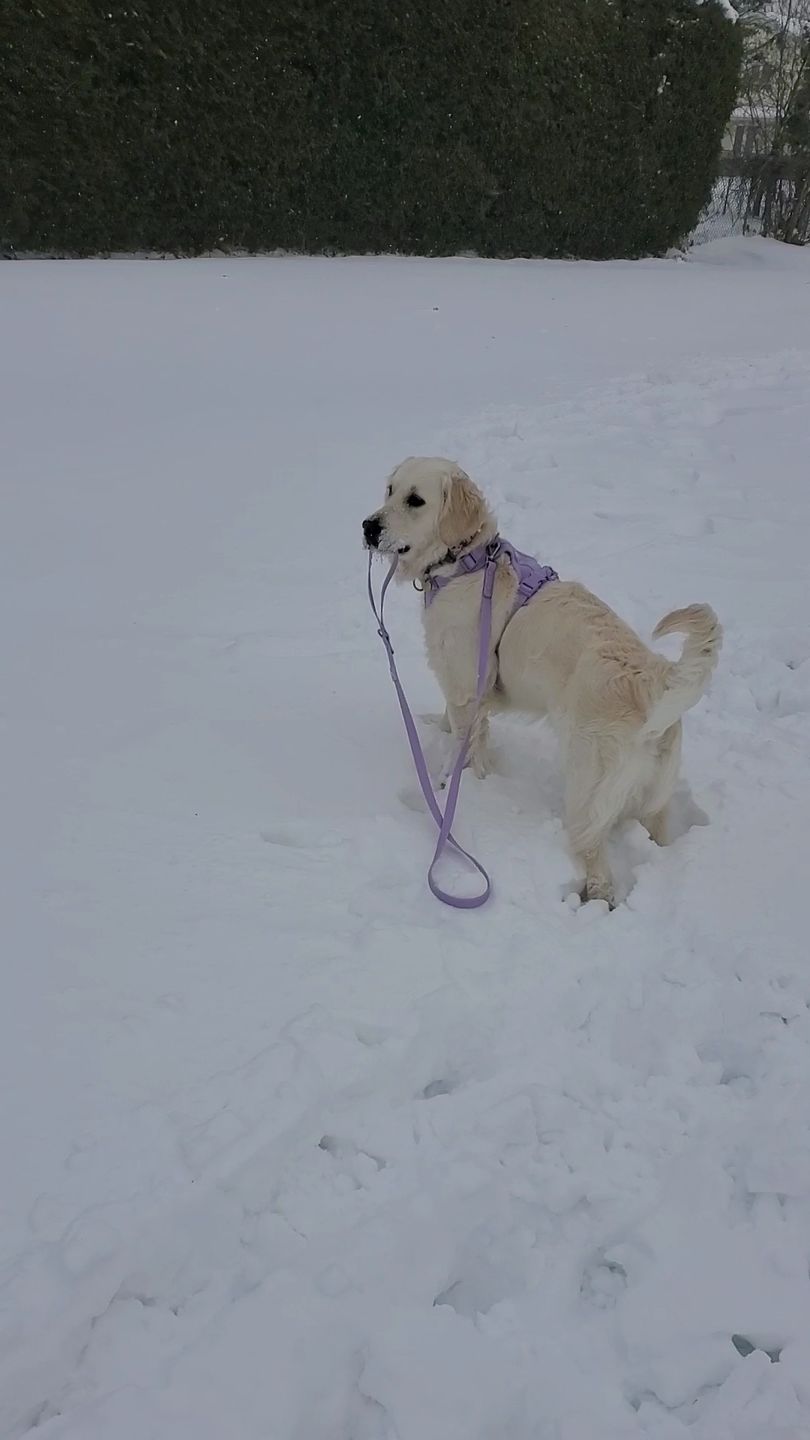 Customer photo review of Solace Weatherproof Leash