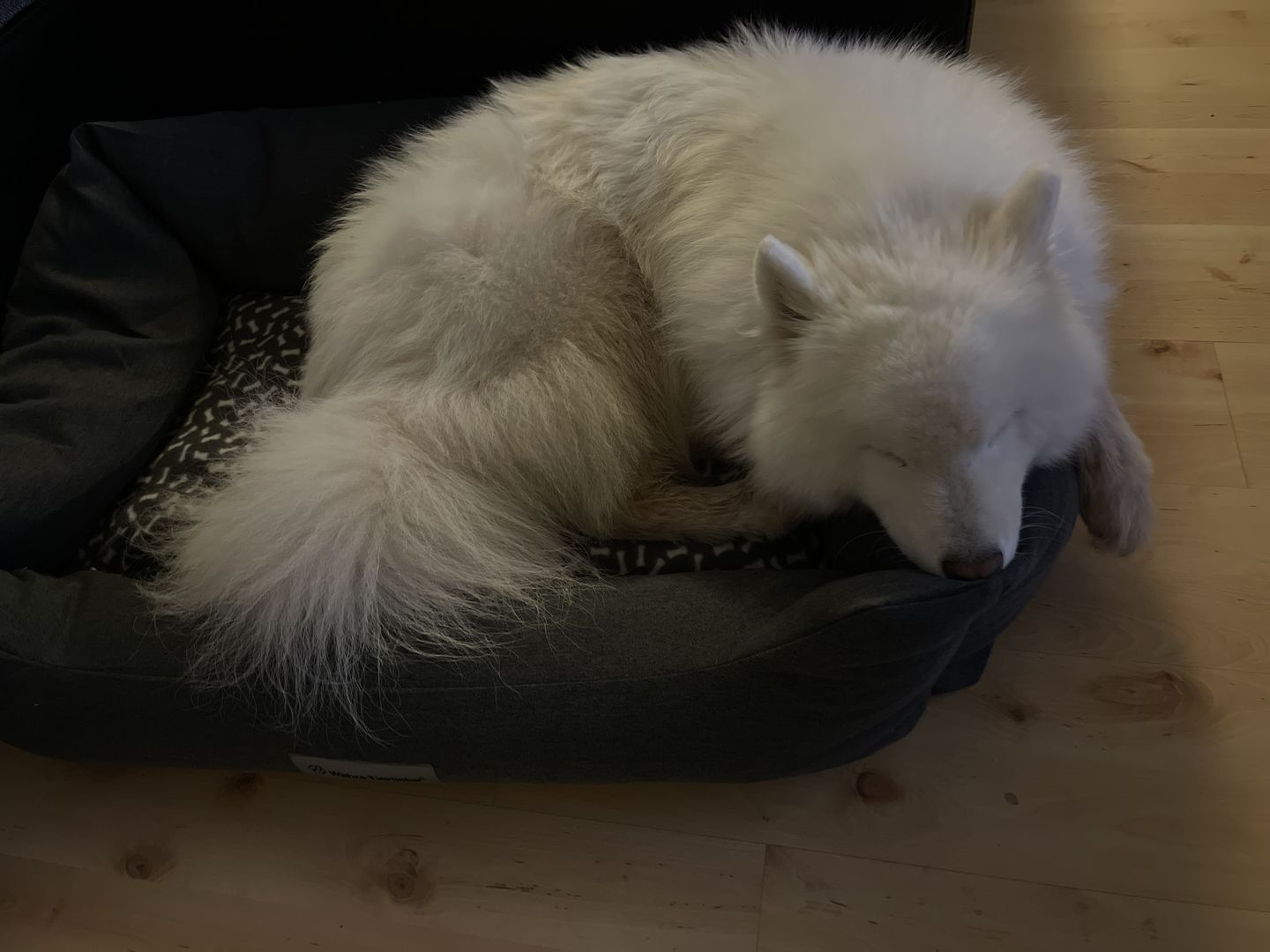 Customer photo review of Persönliche Gravur - Orthopädische Hunde Couch