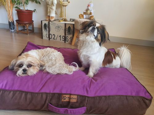 Customer photo review of Cama Para Perro Modelo Origen Kuapets Verde Botella - Café