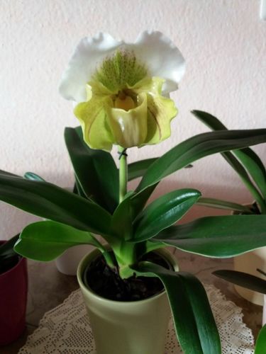 Customer photo review of Frauenschuh Orchidee mit grün-weißer Blüte