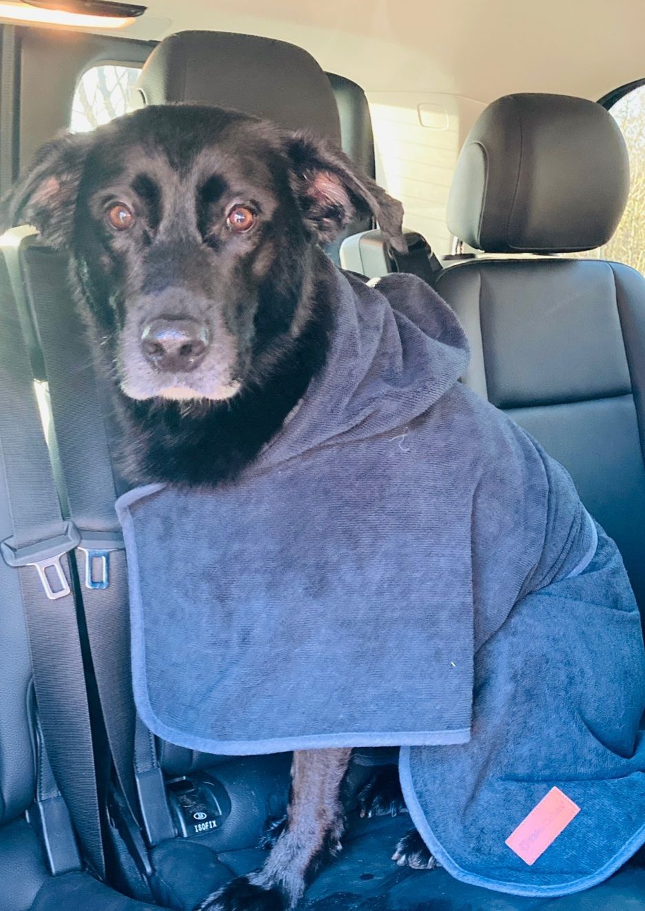 Customer photo review of Premium Hunde Bademantel