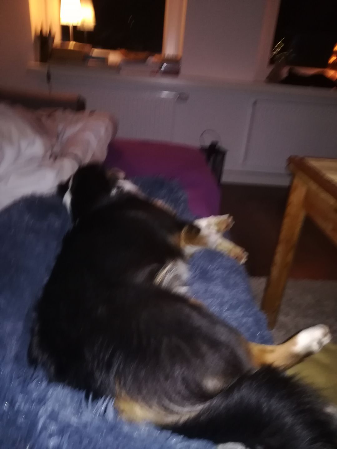 Customer photo review of *NEU* Emmalove - Flauschiges Hundebett für dein Sofa