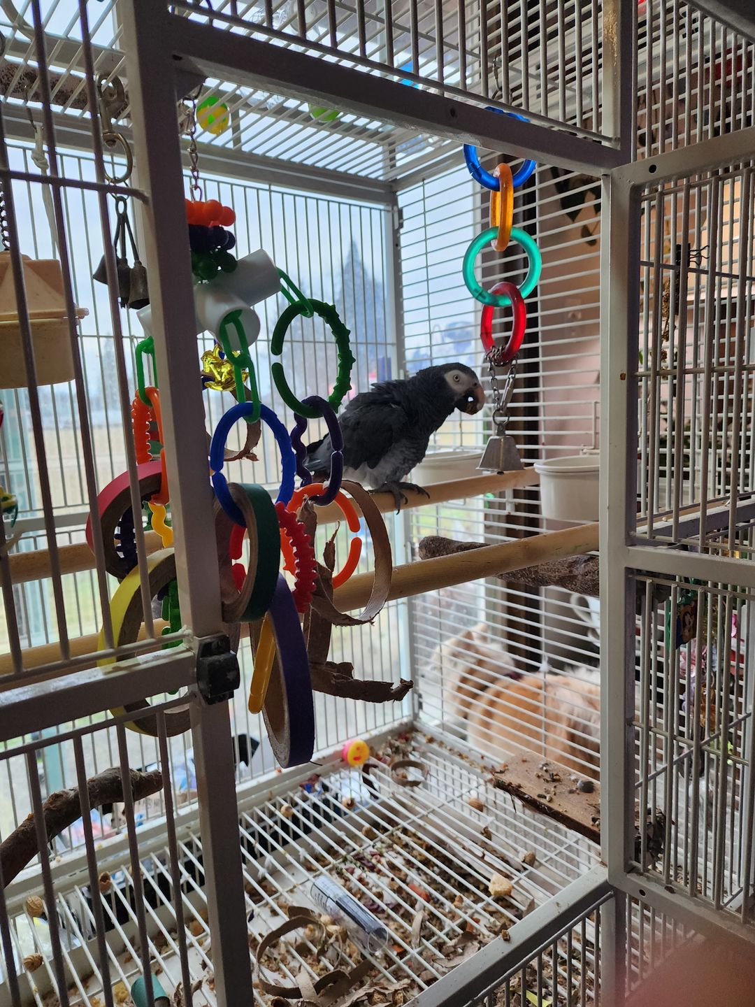 Customer photo review of Bonka Bird Toys 2113 Pk12 Chew Bagels