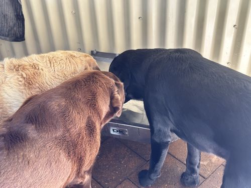 Customer photo review of Pet Rehydration Station