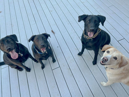 Customer photo review of Catalyst Plus Ethyl Ester Omega 3 Chews for Dogs - 60 Count
