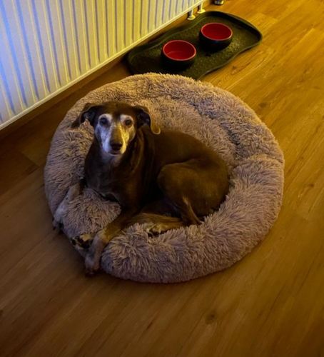 Customer photo review of Puppery Hundebett Wolke 7 - Das Original