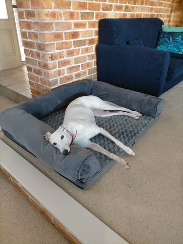 Customer photo review of PaWz Pet Sofa Bed