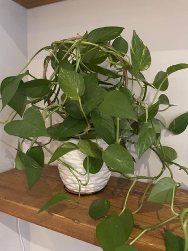 Customer photo review of 10", 8" - Hemp Circle Trellis Support