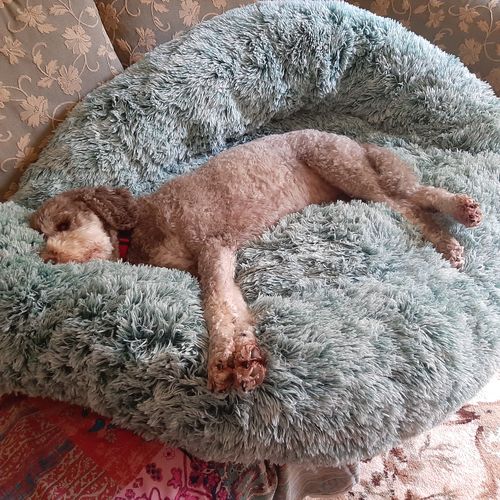 Customer photo review of PaWz Removable Cover Calming Pet Bed