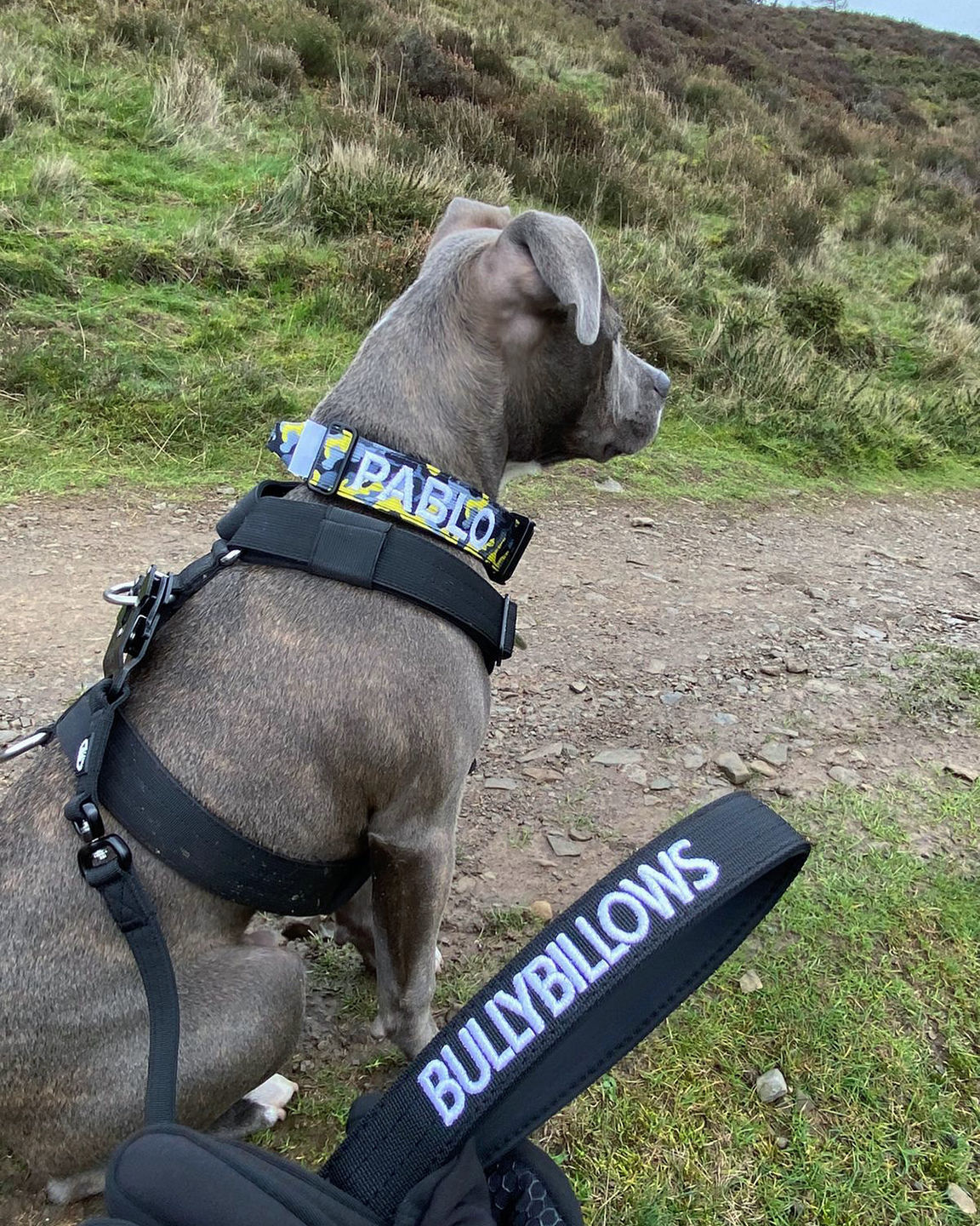 Customer photo review of 4cm Combat® Collar | With Handle & Rated Clip - Lightning v2.0