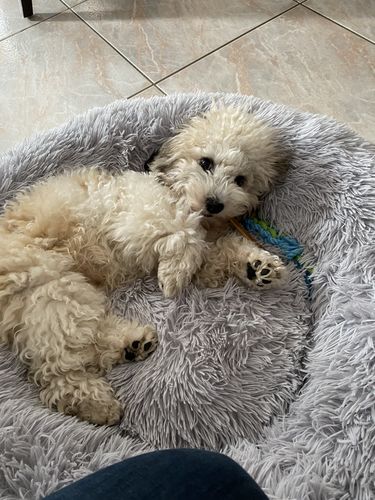 Customer photo review of Puppery Hundebett Wolke 7 - Das Original