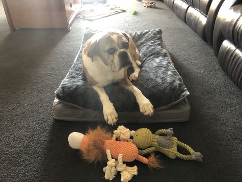 Customer photo review of Pawz Dog Memory Foam Mattress