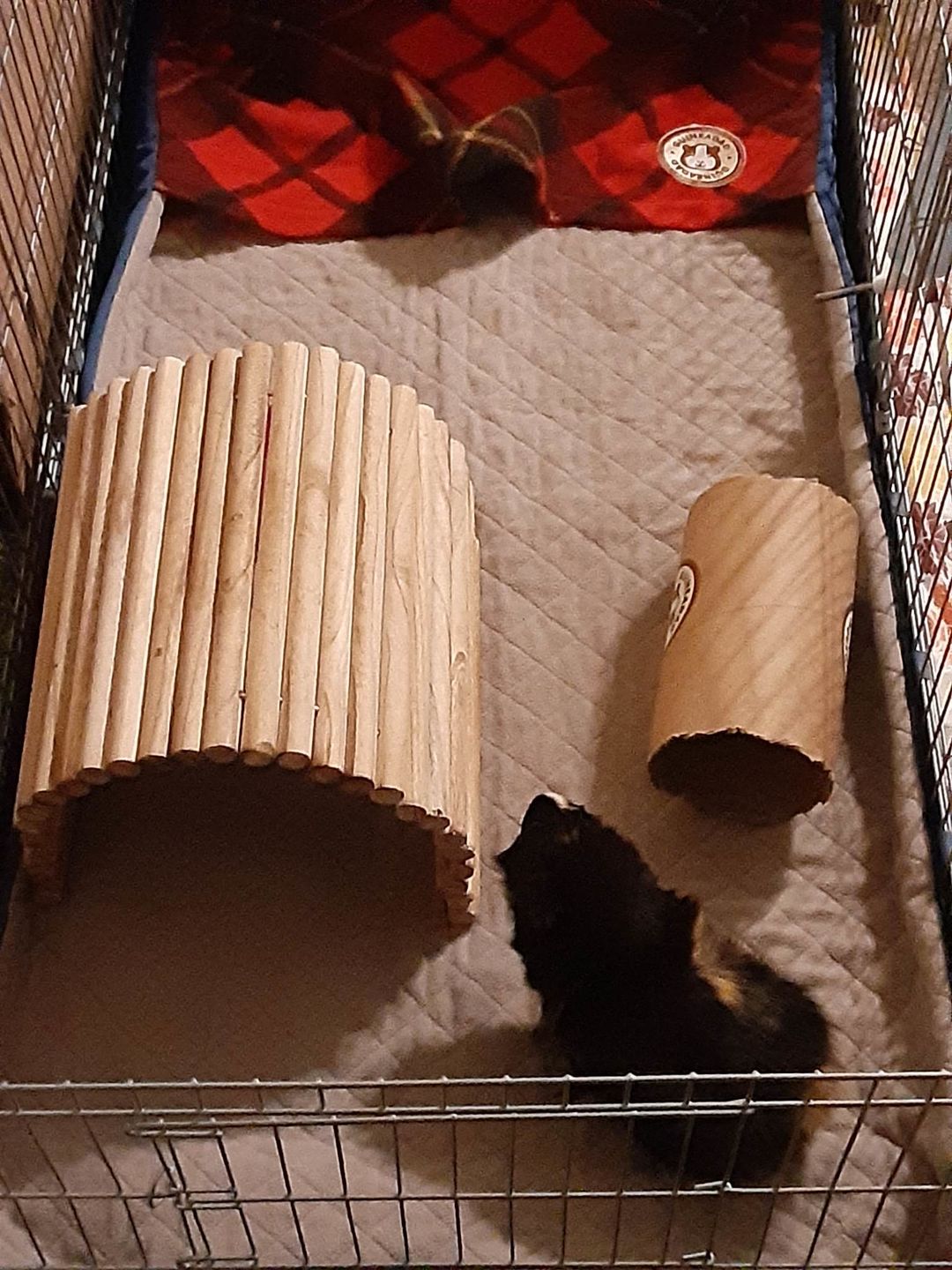 Customer photo review of GuineaDad Liner - Guinea Pig Fleece Liner with Pockets