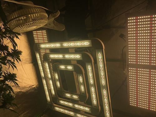 Customer photo review of FGI Square 3 LED Grow Light. Sun-like Extended Spectrum. For High Energy Use Plant Types. Built In Dimming.