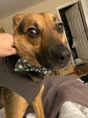 Customer photo review of Puppy Cup Christmas Bow Tie for Dog Collar and Cat Collar