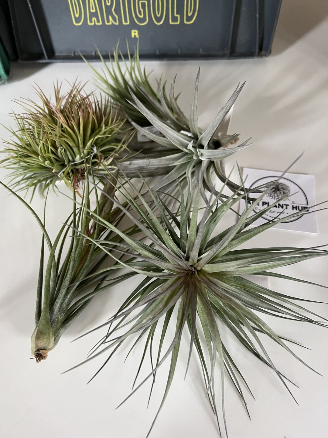 Customer photo review of Tenuifolia Purple Fan